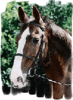 Onze Berthus